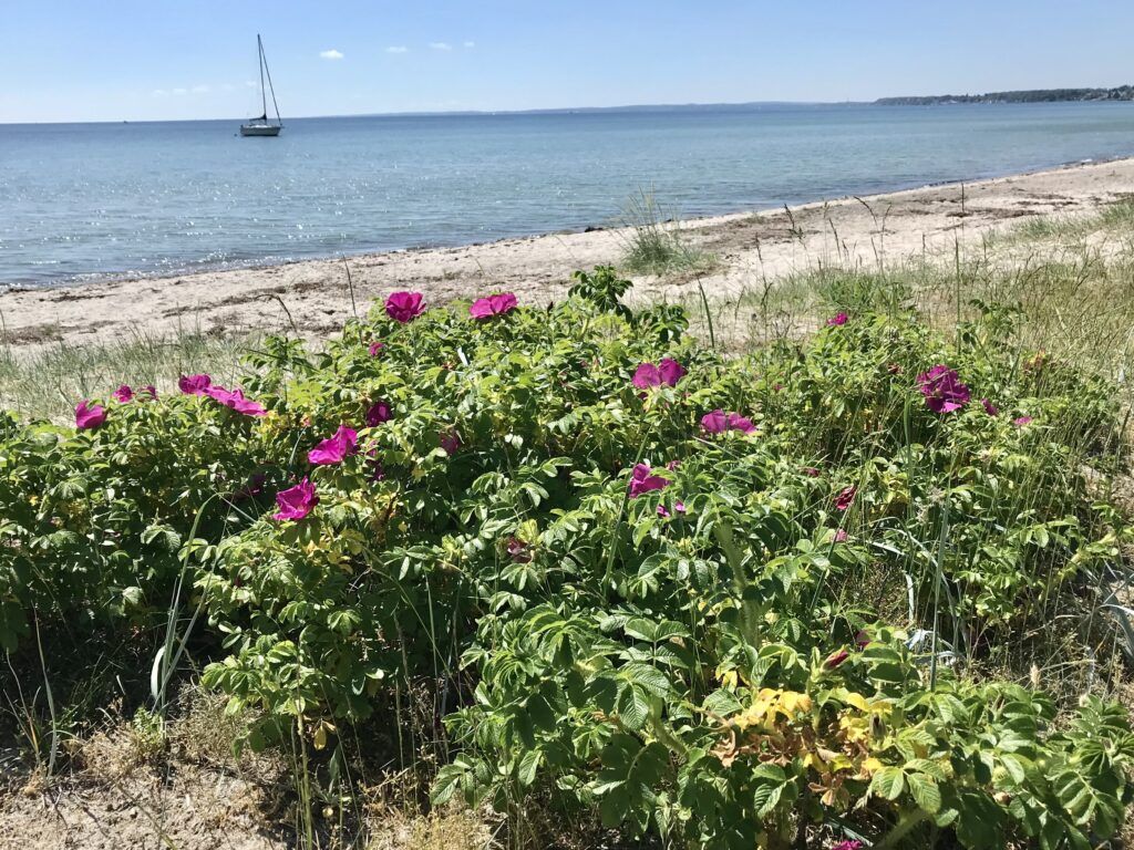 strand med hav og hybenbuske